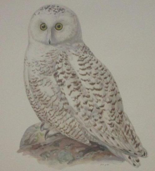 Grote chromolitho - Sneeuwuil - Nyctea Scandiaca - ca.1925, Antiek en Kunst, Kunst | Etsen en Gravures, Ophalen of Verzenden