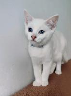 kitten katertje, Dieren en Toebehoren, Katten en Kittens | Raskatten | Korthaar, Kater, Ontwormd