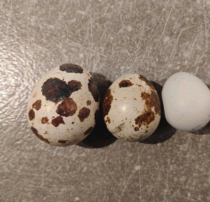 Broedeieren Japanse kwartel (gewoon & celadon), Dieren en Toebehoren, Vogels | Overige Vogels