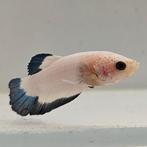 Betta splendens 24, Dieren en Toebehoren, Vissen | Aquariumvissen, Vis