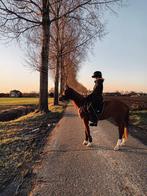 Dressuur Z2 pony | super lief en braaf | D pony | merrie, Ophalen, Nieuw, Rijden