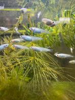 Jonge medaka miyuki platinum blue rijstvisjes, Vis