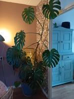 Grote kamerplant Monsteria, Ophalen, Halfschaduw