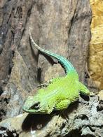 Sceloporus malachitus (man) - smaragd stekelleguaan, Dieren en Toebehoren, 0 tot 2 jaar