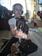 Prachtige chihuahua puppy's, Dieren en Toebehoren, Honden | Chihuahua's en Gezelschapshonden, Overige rassen, Meerdere, Meerdere dieren