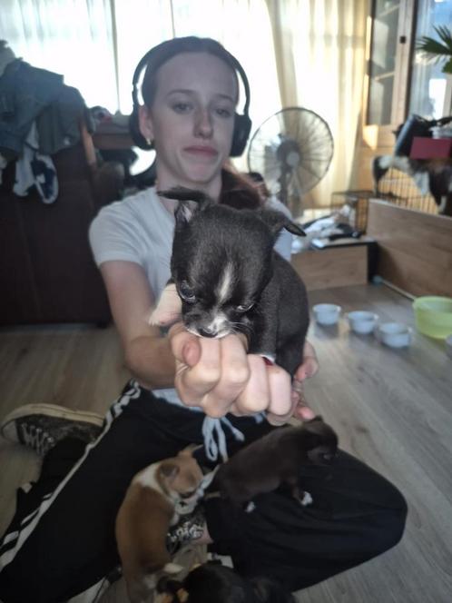 Prachtige chihuahua puppy's, Dieren en Toebehoren, Honden | Chihuahua's en Gezelschapshonden, Meerdere dieren, Overige rassen