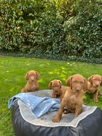 Mooie Vizsla pups, Overige rassen, CDV (hondenziekte), 8 tot 15 weken, Meerdere
