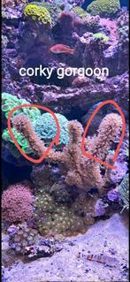 Koralen zeeaquarium, Dieren en Toebehoren, Vissen | Aquariumvissen, Overige typen