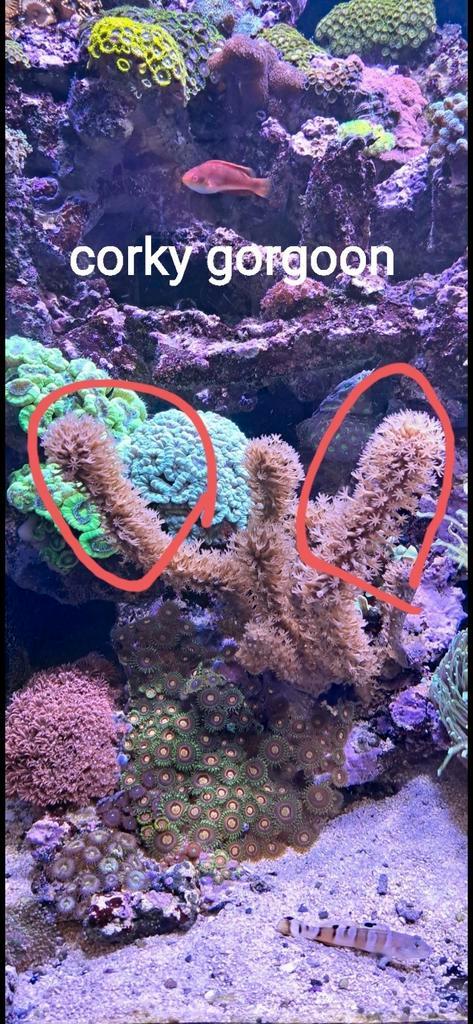 Koralen zeeaquarium, Dieren en Toebehoren, Vissen | Aquariumvissen, Overige typen