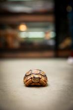stigmochelys pardalis - Panterschildpad, Dieren en Toebehoren, Reptielen en Amfibieën, 0 tot 2 jaar, Schildpad