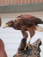 Woestijnbuizerd  roofvogel, Mannelijk, Roofvogel, Geringd