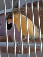 Mooie oranje kanarie man met kuif, Dieren en Toebehoren, Vogels | Kanaries, Mannelijk