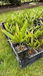 Trachycarpus Fortunei  winterhard, Tuin en Terras, Planten | Tuinplanten, Ophalen, Zomer, Overige soorten, Halfschaduw