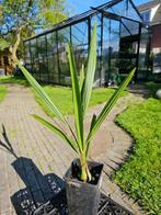 Butia yatay, Huis en Inrichting, Kamerplanten, Ophalen, Palm, In pot, Minder dan 100 cm
