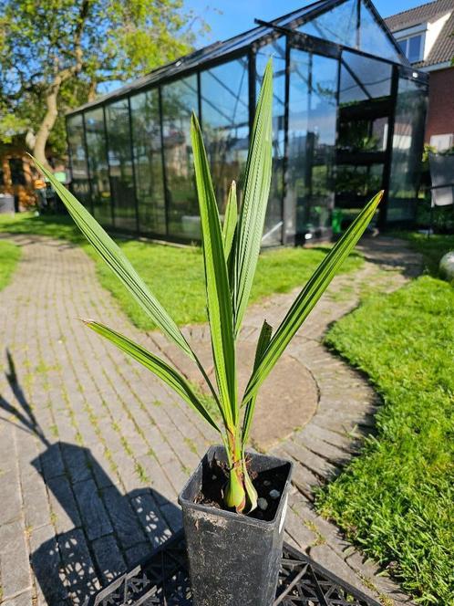 Butia yatay, Huis en Inrichting, Kamerplanten, Palm, Minder dan 100 cm, Groene kamerplant, Volle zon, In pot, Ophalen