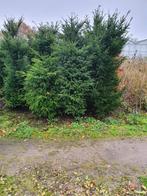 Taxus baccata, Ophalen of Verzenden, Taxus, Haag, Minder dan 100 cm