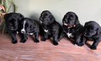 Pups Labrador x Benner Sennen, Dieren en Toebehoren, Honden | Retrievers, Spaniëls en Waterhonden, 8 tot 15 weken, Labrador retriever