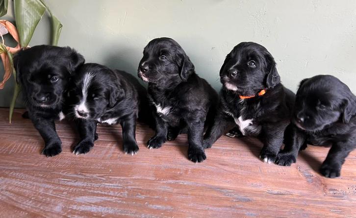 Pups Labrador x Benner Sennen, Dieren en Toebehoren, Honden | Retrievers, Spaniëls en Waterhonden, Meerdere dieren, Labrador retriever