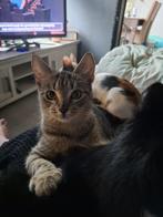 Goed tehuis gezocht voor poes en kitten, Dieren en Toebehoren, Meerdere dieren, Kortharig, 0 tot 2 jaar