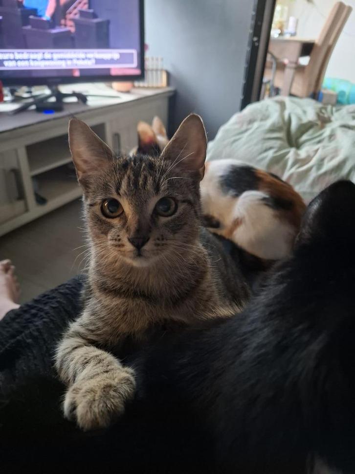 Goed tehuis gezocht voor poes en kitten, Dieren en Toebehoren, Katten en Kittens | Overige Katten, Kortharig, Meerdere dieren