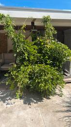 Wisteria blauwe regen plant, Tuin en Terras, Ophalen of Verzenden, Halfschaduw, Overige soorten, 100 tot 250 cm