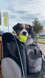 Hondentrolley zwart hond tot 8kg ZGAN, Ophalen of Verzenden, Zo goed als nieuw