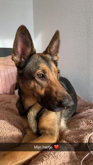 Angstige maar lieve herdershond zoekt een nieuw huisje  beschikbaar voor biedingen