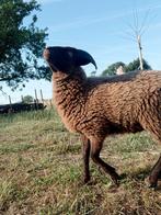 Prachtige Ouessant ram, Dieren en Toebehoren, Mannelijk, Schaap