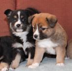 Mini Australian Shepherd x Welsh corgi pups, Dieren en Toebehoren, Honden | Niet-rashonden, Nederland, 8 tot 15 weken, Meerdere