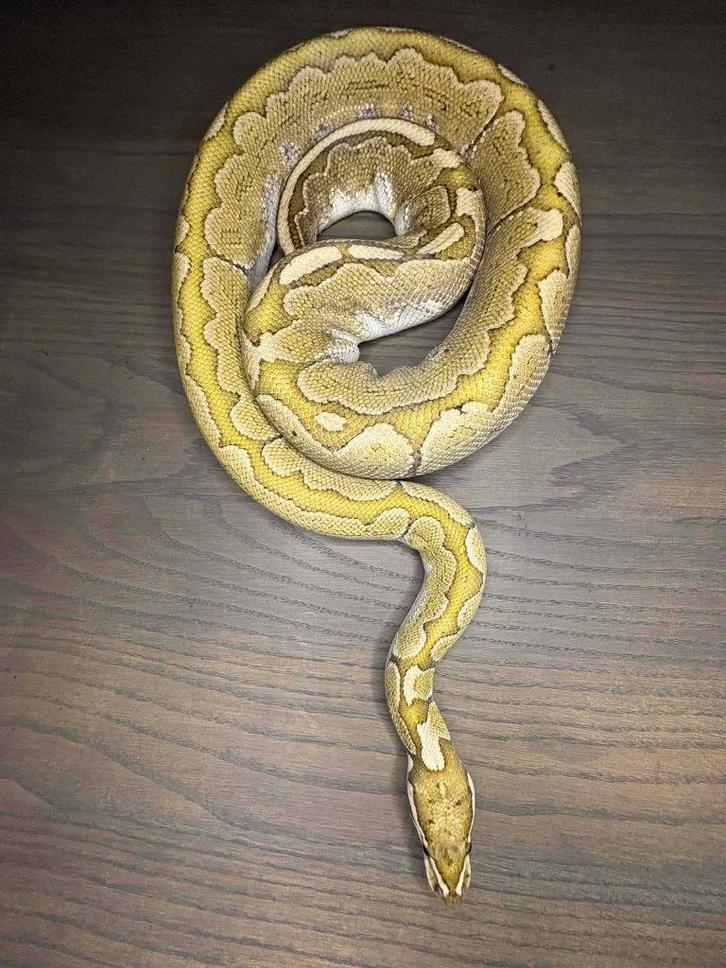ball python 0.1 bamboo het albino