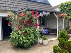 Terrasoverkapping, Tuin en Terras, Overkappingen, Ophalen, Gebruikt