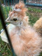 Usa zijdehoen haantje buff, Dieren en Toebehoren, Pluimvee, Mannelijk, Kip
