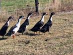 Te koop mooie groep loopeenden 3 vrouwen 2 mannen, Dieren en Toebehoren, Pluimvee, Meerdere dieren, Eend