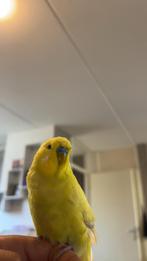 Twee lieve vogels – Valkparkiet + Grasparkiet-Gaan samen weg, Dieren en Toebehoren, Vogels | Parkieten en Papegaaien, Meerdere dieren