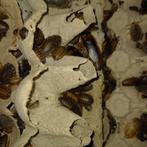 Blaptica dubia, Dieren en Toebehoren, Insecten en Spinnen