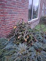 Restje snoeihout appelboom evt voor rook smoke chunks bbq, Tuin en Terras, Haardhout, Minder dan 3 m³, Ophalen