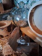 Gerbils, Dieren en Toebehoren, Knaagdieren, Maart, Mannelijk, Overige typen