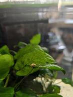 Blue Dream garnalen, blauw, Dieren en Toebehoren, Vissen | Aquariumvissen, Kreeft, Krab of Garnaal