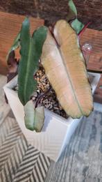 Philodendron Billietiae Mint-Blue-Gray incl. Lechuza-pot, Huis en Inrichting, Kamerplanten, Ophalen of Verzenden, Overige soorten