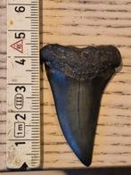 Haaien tanden, Sieraden, Tassen en Uiterlijk, Ophalen of Verzenden, Zo goed als nieuw, Overige materialen