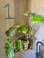 Diverse kamerplanten met pot te koop!, Ophalen, Overige soorten, Halfschaduw, In pot