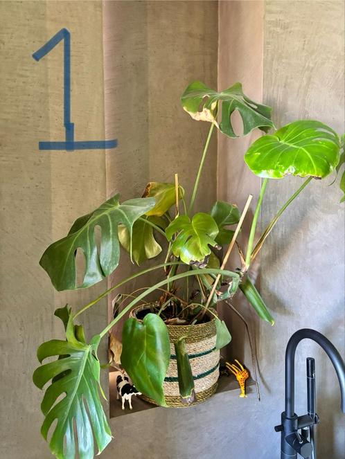 Diverse kamerplanten met pot te koop!, Huis en Inrichting, Kamerplanten, Overige soorten, Minder dan 100 cm, Groene kamerplant