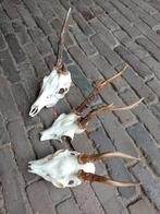 Gewei reebok ree schedel landelijk lot schedels, Verzamelen, Dierenverzamelingen, Ophalen of Verzenden, Hert, Schedel