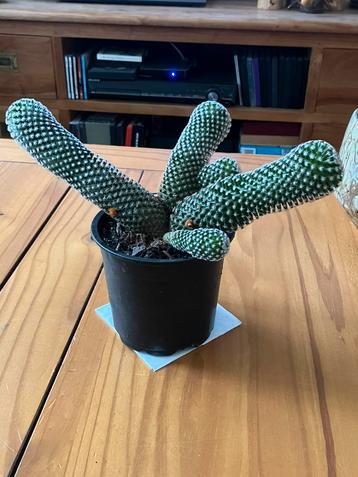 Cactus beschikbaar voor biedingen