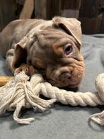 Prachtige hybrid bulldog pups sociaal en huiselijk, Parvo, 8 tot 15 weken, Bulldog, Meerdere