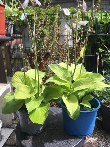 Lichtgroene hosta's beschikbaar voor biedingen