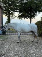Toekomstige sportpony te koop!, Dieren en Toebehoren, Pony's, B, Ruin, 3 tot 6 jaar, Ontwormd