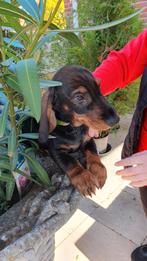 Te koop mooie choco merle gladharige teckel pups (tekkel), CDV (hondenziekte), 8 tot 15 weken, Korthaar, Dwerg