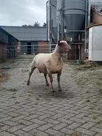 Dekram te koop, Dieren en Toebehoren, Schapen, Geiten en Varkens, Mannelijk, Schaap