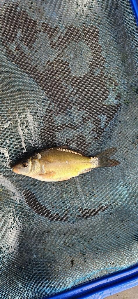 Mooie spiegel en schub karpertjes 5 tot 15cm, Dieren en Toebehoren, Vissen | Vijvervissen, Karper of Koi